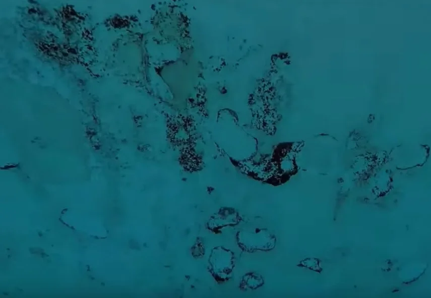 algas negras en la piscina